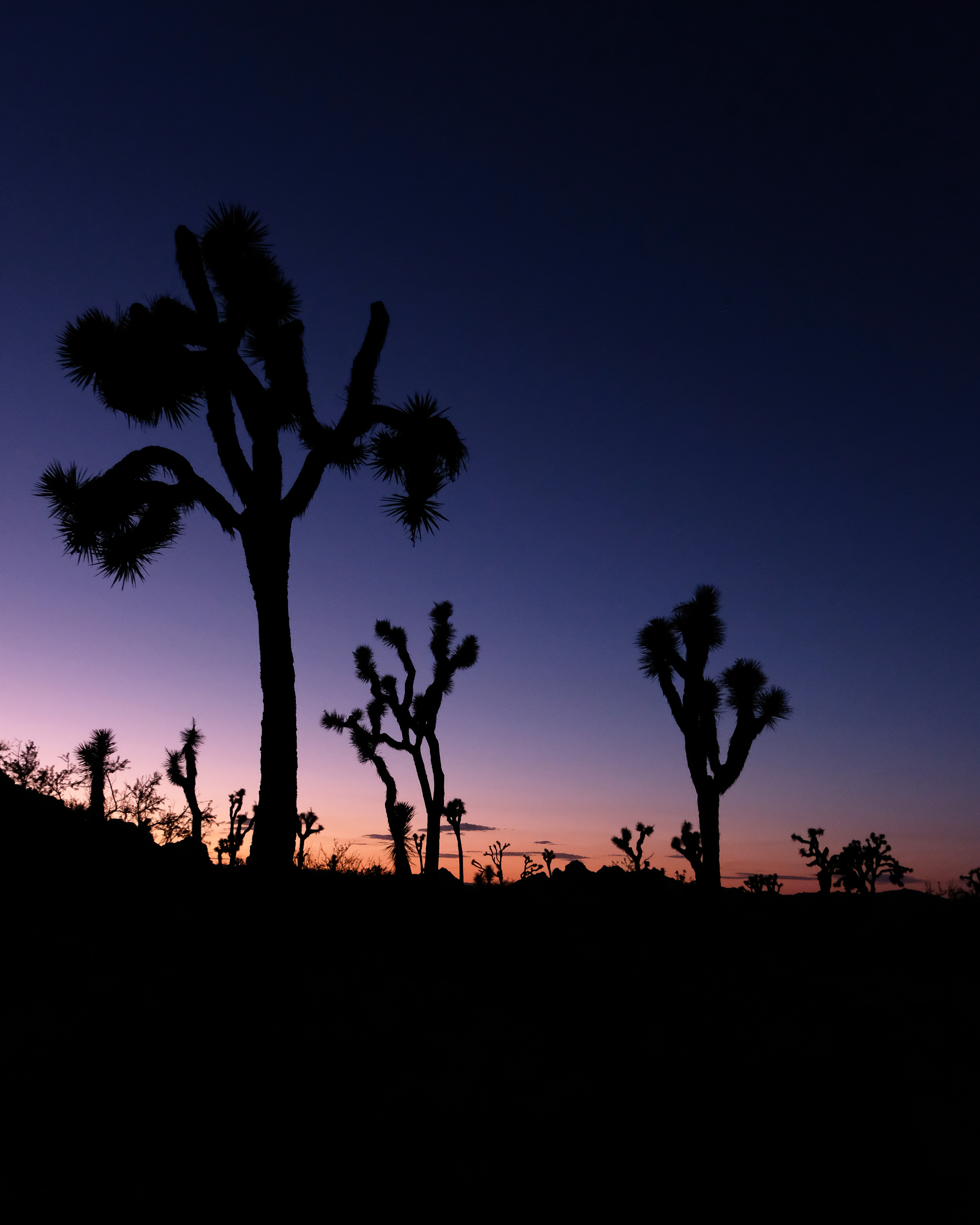Joshua Tree Sunset